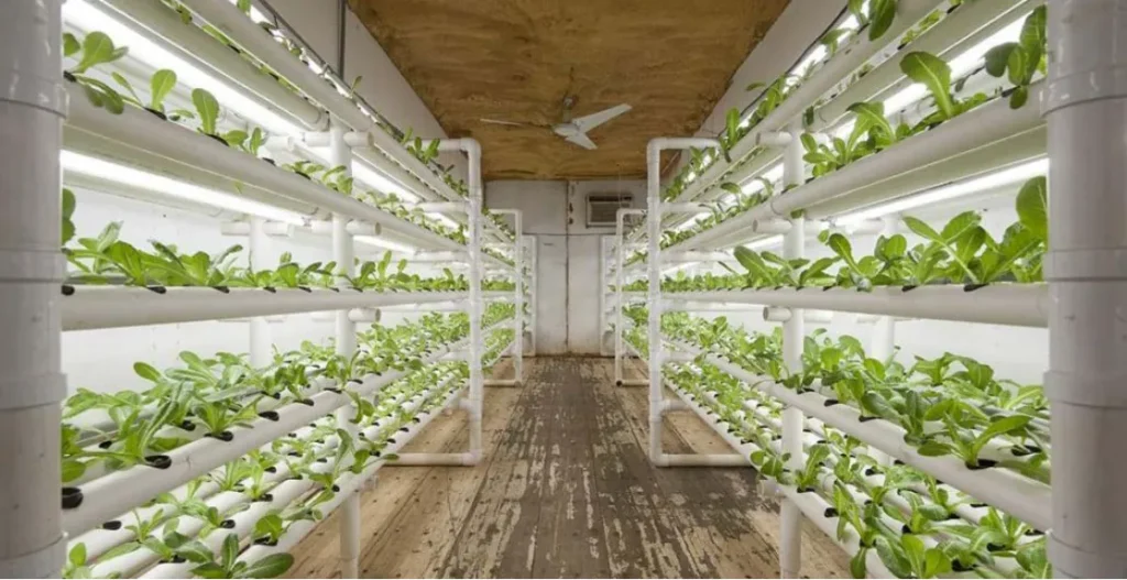 Container Soilless Cultivation4